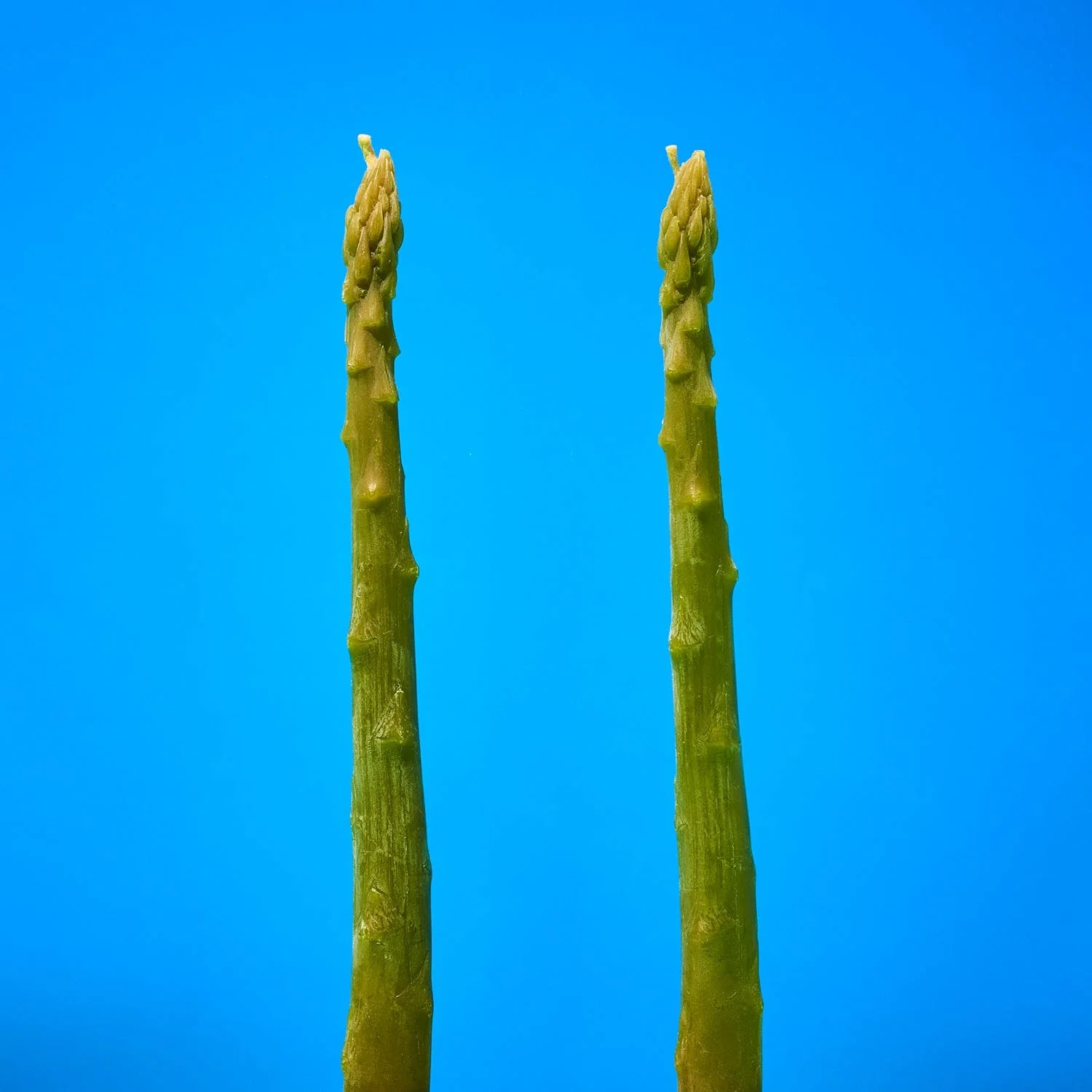 Asparagus Beeswax Taper Candles - Image 3